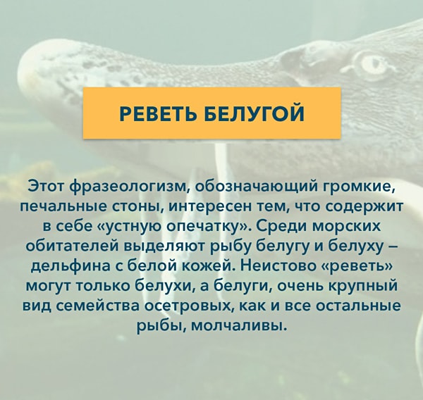 Языковый Приказ Kryilatyie-vyirazheniya-Revet-belugoy