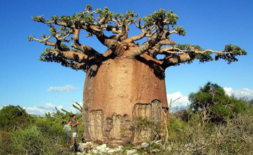 Gigantskiy-baobab