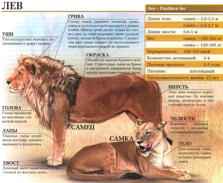 Интересные факты о львах.