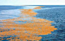12 интересных фактов о Саргассовом море