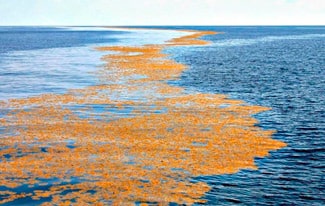 12 интересных фактов о Саргассовом море