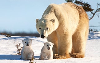 18 интересных фактов о белом медведе