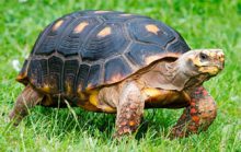 19 интересных фактов о черепахах