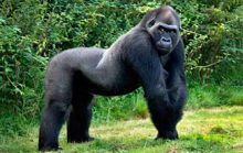 26 интересных фактов о гориллах