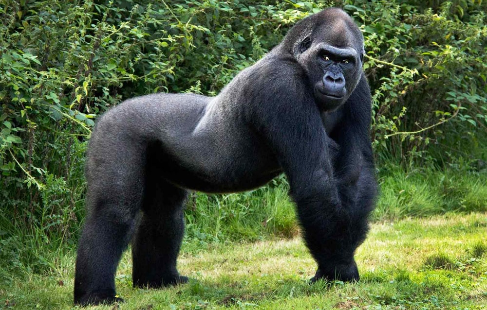 Interesnye-fakty-o-gorillah