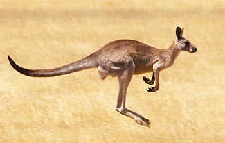 20 интересных фактов о кенгуру