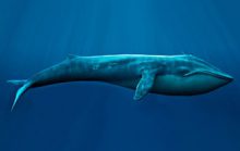 25 интересных фактов о китах