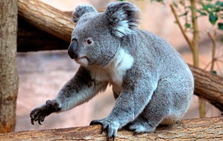 22 интересных факта о коалах