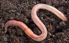 16 интересных фактов о кольчатых червях