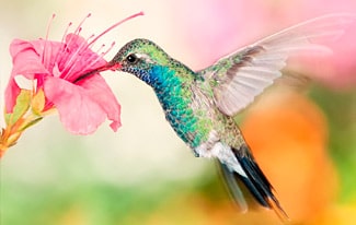 16 интересных фактов о колибри