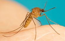 27 интересных фактов о комарах