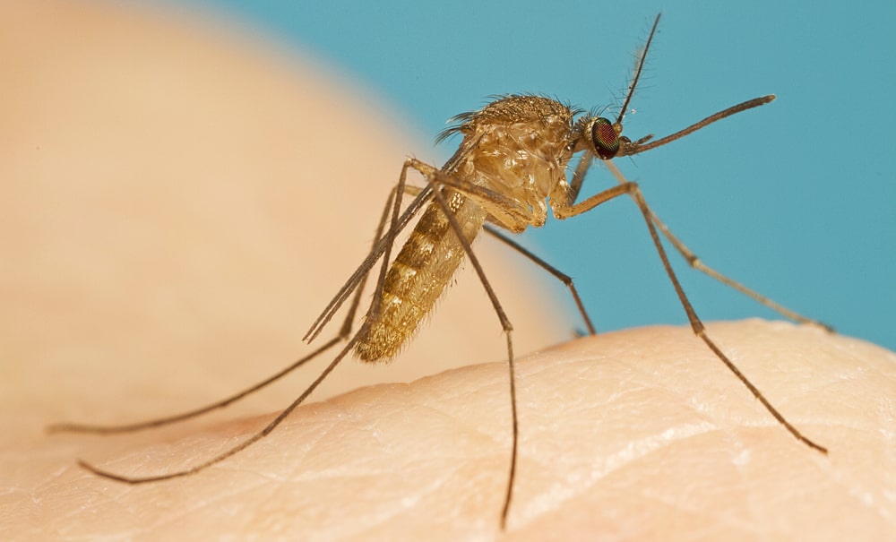 Interesnye-fakty-o-komarah