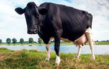 19 интересных фактов о коровах