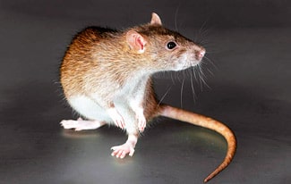 27 интересных фактов о крысах