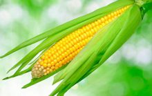 24 интересных факта о кукурузе