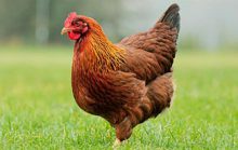 16 интересных фактов о курице