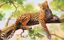 19 интересных фактов о леопардах