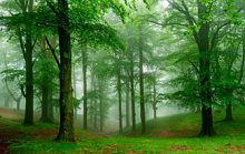 26 интересных фактов о лесах и деревьях