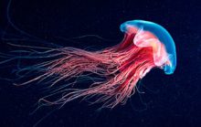 19 интересных фактов о медузах