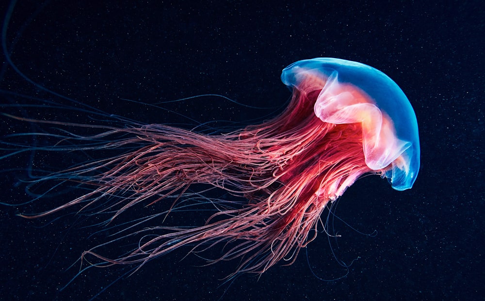 Interesnye-fakty-o-meduzah
