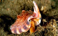 29 интересных фактов о моллюсках