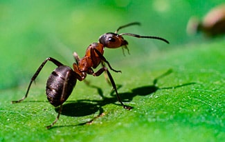 24 интересных факта о муравьях