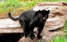 15 интересных фактов о черной пантере
