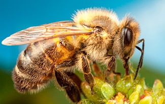 24 интересных факта о пчелах