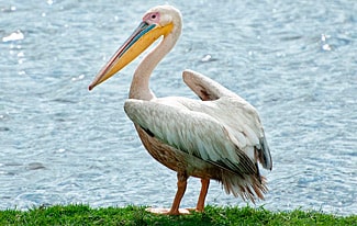 22 интересных факта о пеликанах