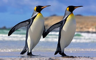 25 интересных фактов о пингвинах