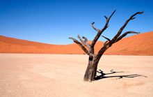 16 интересных фактов о пустынях