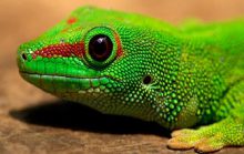 21 интересный факт о рептилиях