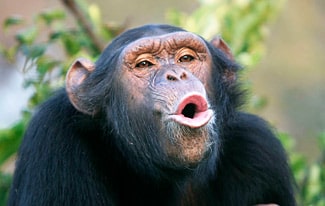 12 интересных фактов о шимпанзе