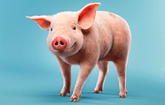 22 интересных факта о свиньях