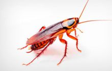 17 интересных фактов о тараканах