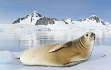 12 интересных фактов о тюленях