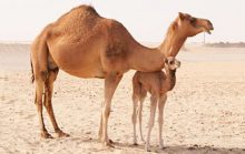 29 интересных фактов о верблюдах