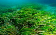 25 интересных фактов о водорослях