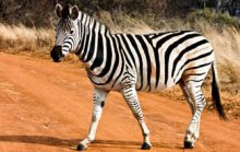 25 интересных фактов о зебрах