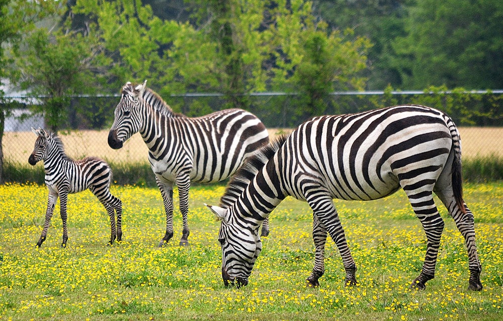 Interesnye-fakty-o-zebrah
