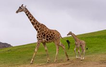 22 интересных факта о жирафах