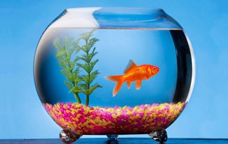 10 интересных фактов об аквариумах