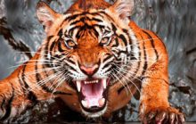 17 интересных фактов об амурском тигре