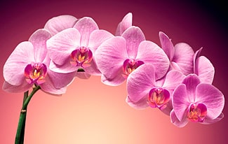 20 интересных фактов об орхидеях