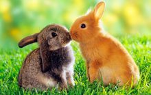 16 интересных фактов про зайцев