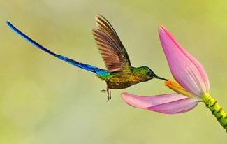 Загадочная птица колибри