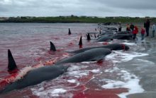 Массовое убийство черных дельфинов в Дании