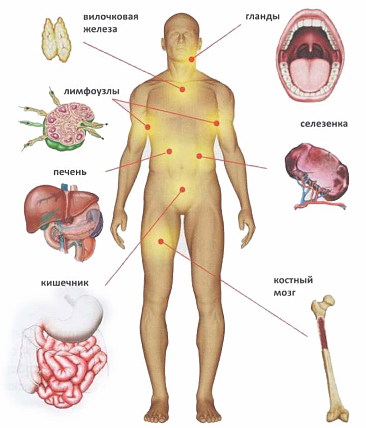 Organyi-immunnoy-sistemyi