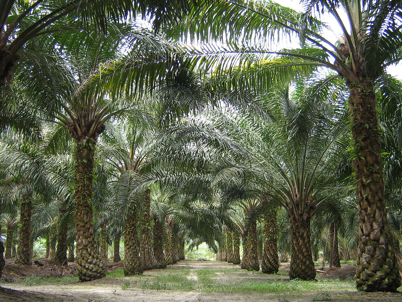 Plantatsiya-maslichnyih-palm
