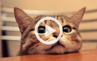 Подборка видео приколов с котами